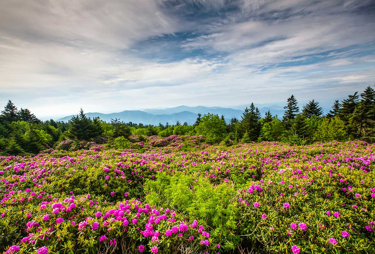 rhododendron festival