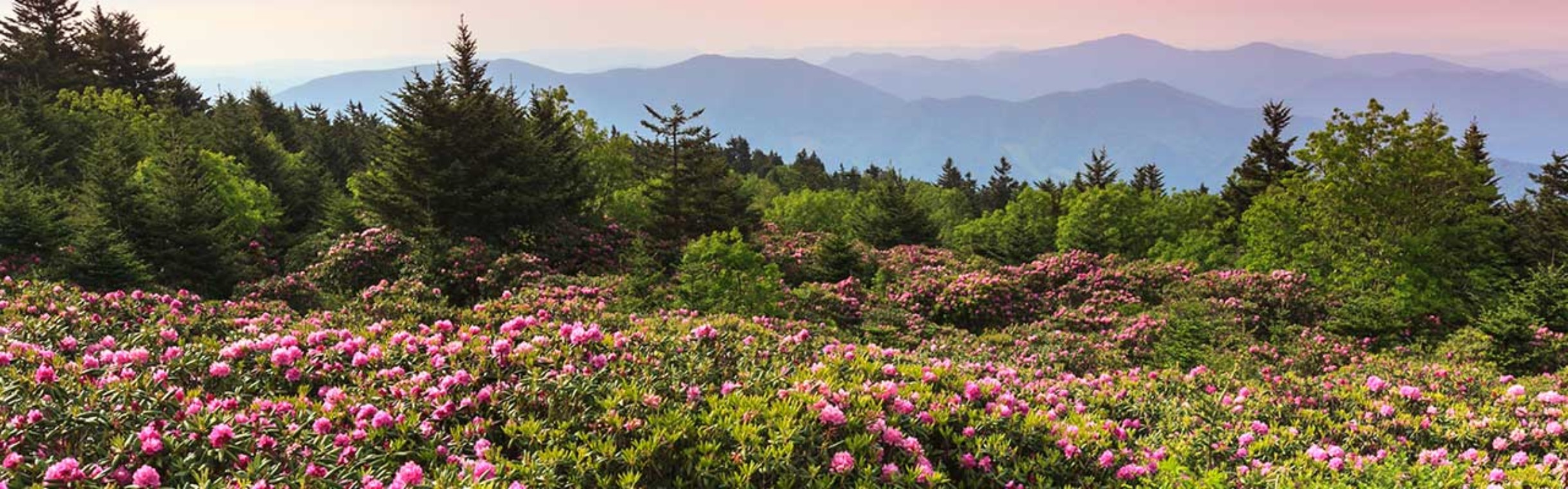 Rhododendron Gardens Roan Mountain