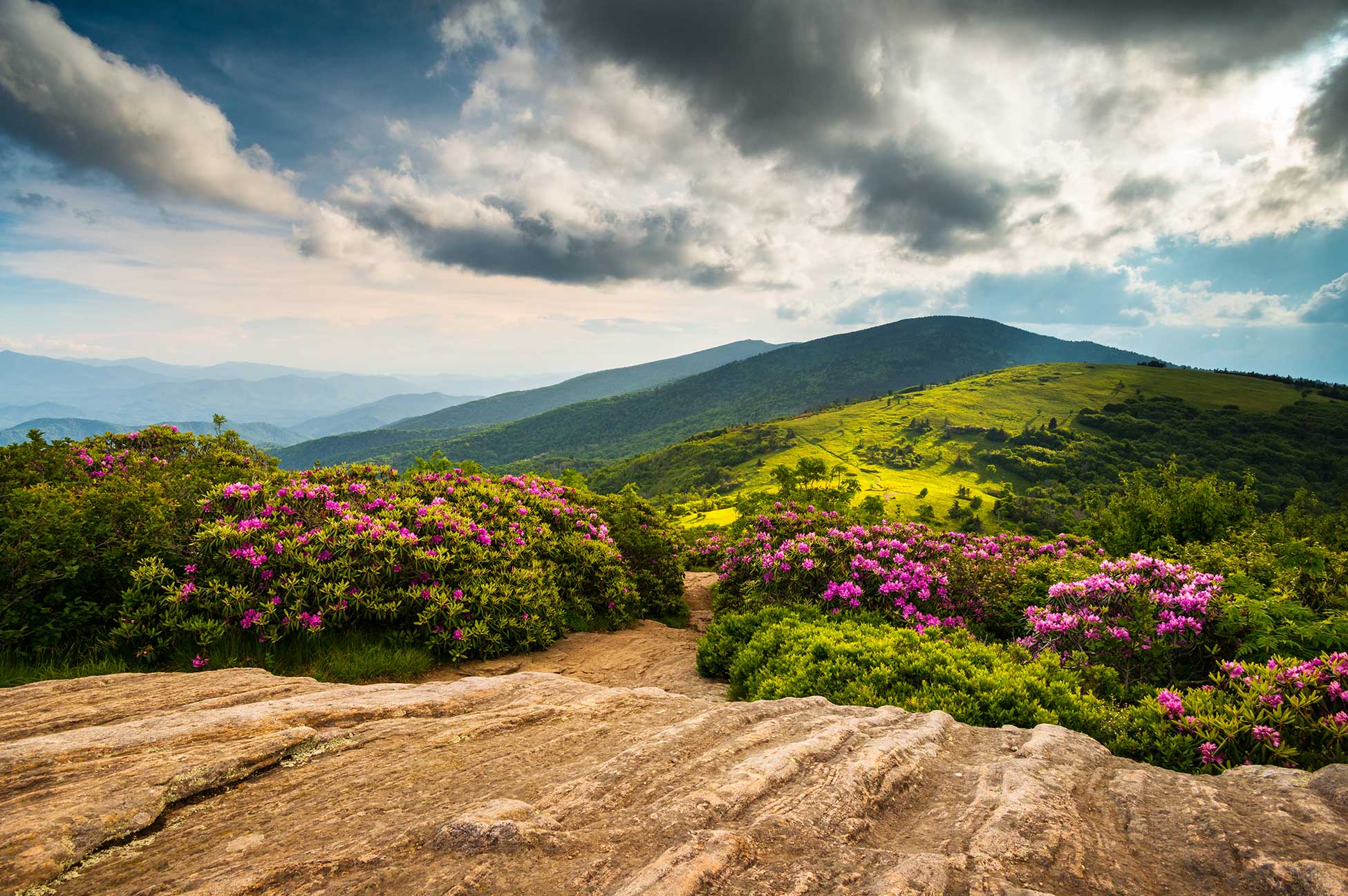 rhododendron