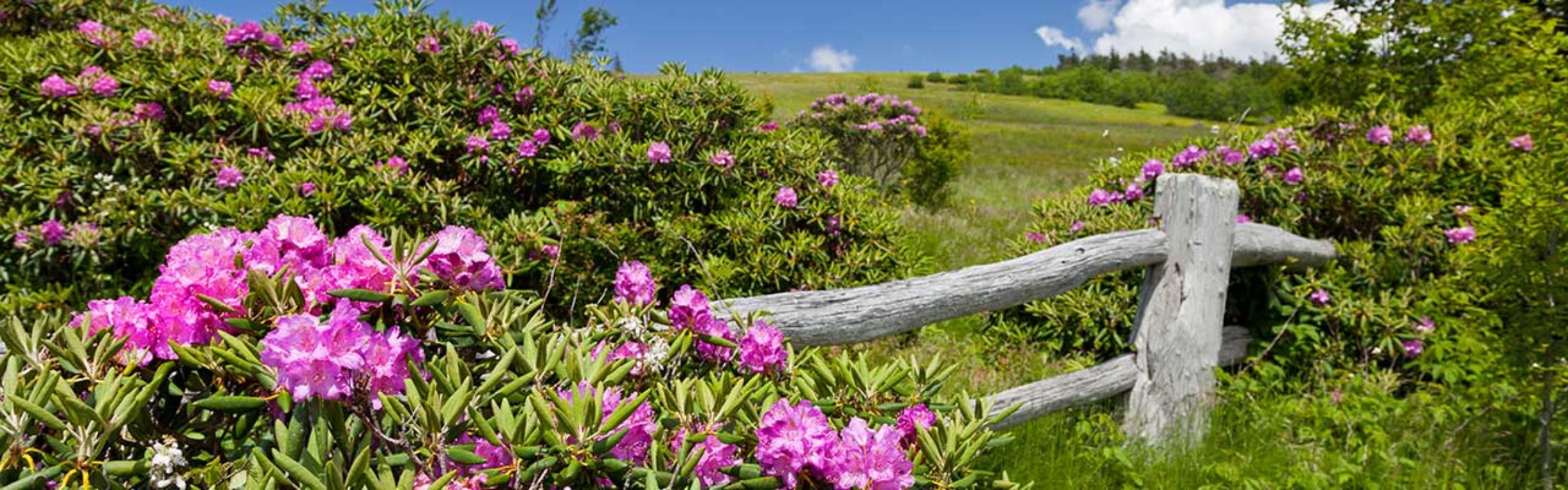Rhododendron Festival Roan Mountain