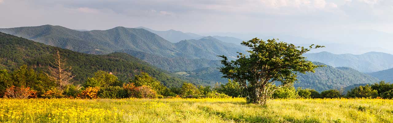 Roan Mountain state park