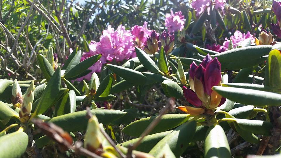 rhododendron 2 6-13-16