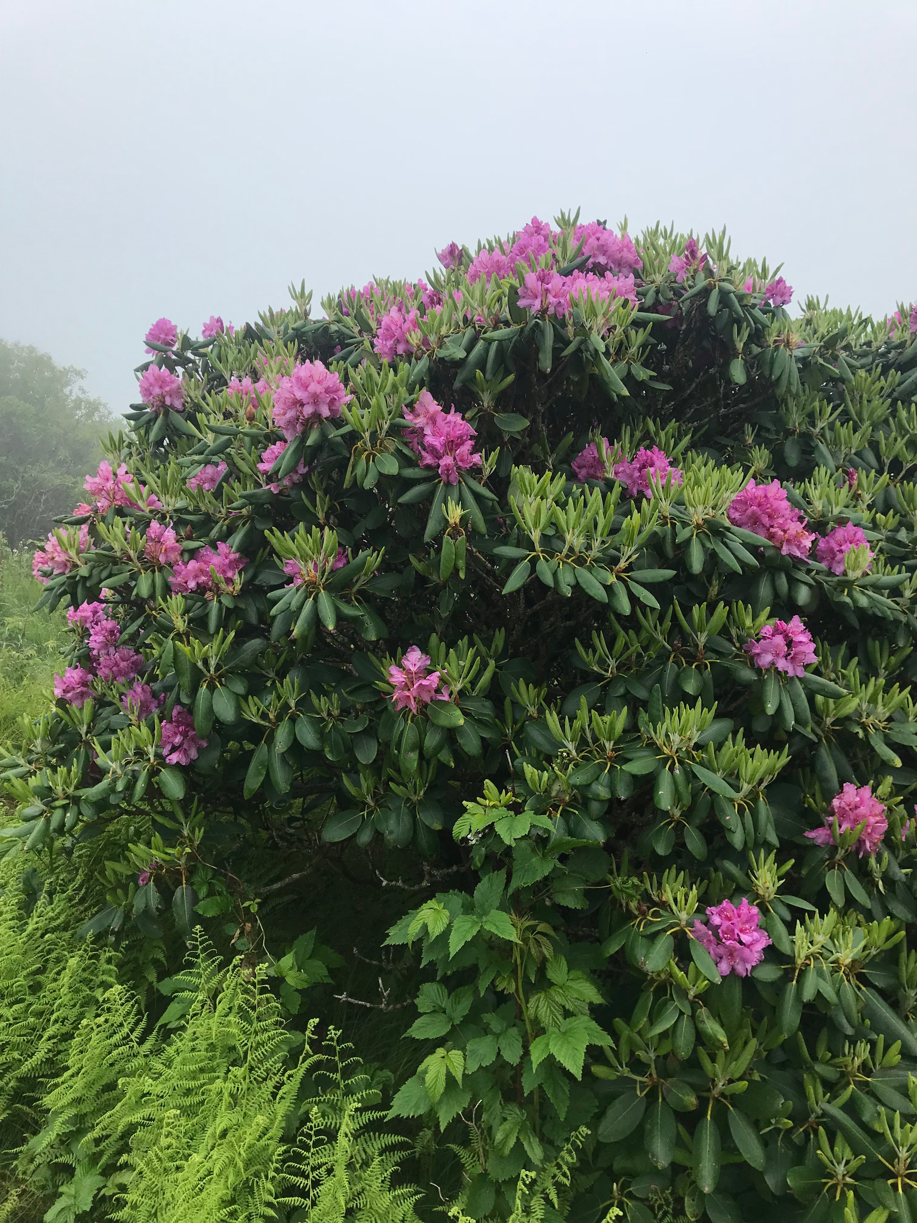Rhododendron Festival Roan Mountain Gardens