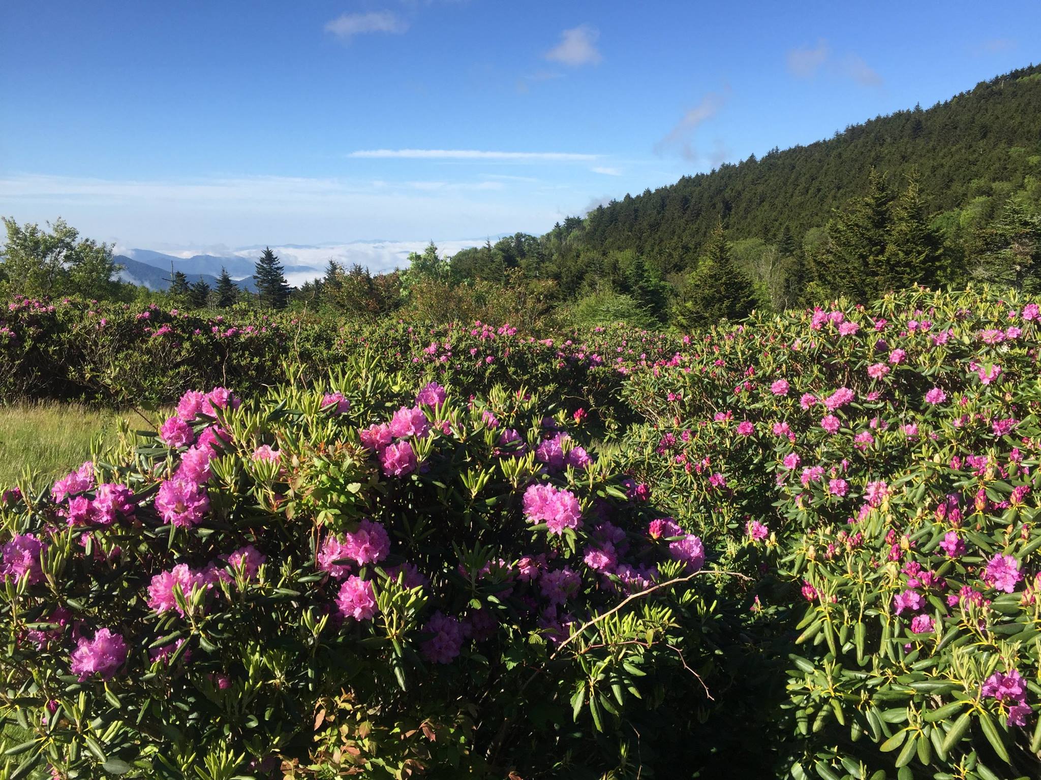 Rhododendron Festival Roan Mountain Gardens