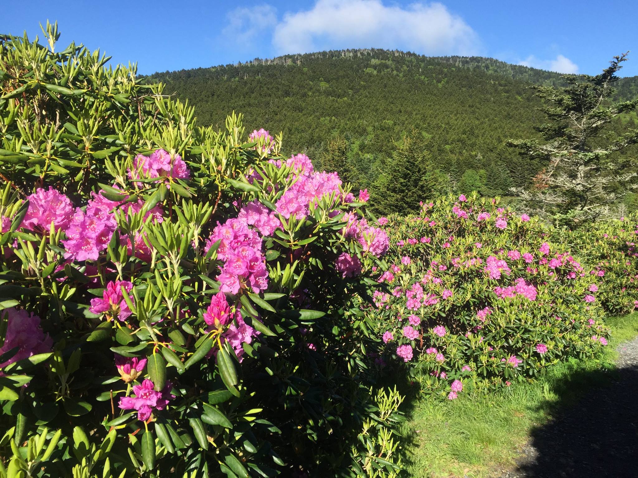 Rhododendron Festival Roan Mountain Gardens